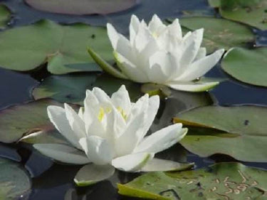 10 WHITE WATER LILY / Lily Pad / Sacred Asian Water Lotus Nymphaea Ampla Flower Seeds
